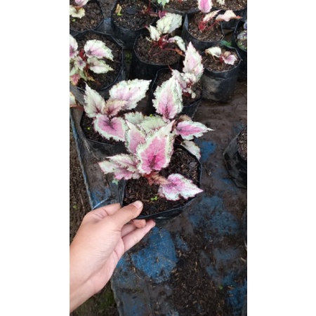 remaja begonia lipstik, begonia pink, begonia rex, begonia cerah, begonia baru, begonia unik, begoni
