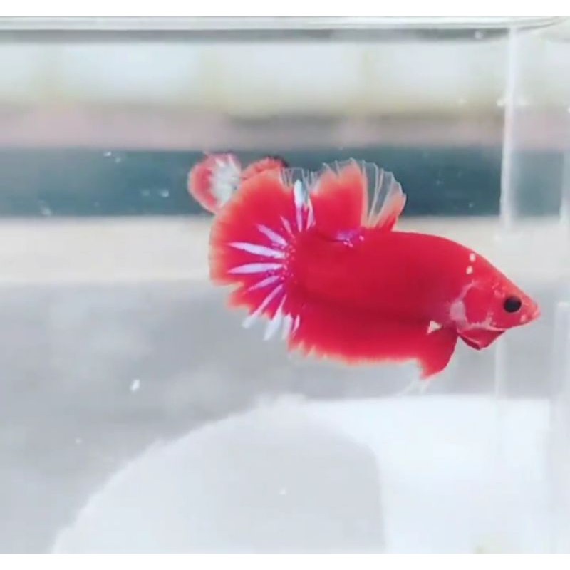 CUPANG HELLBOY BOLD SUPER RED 100%REALPICT