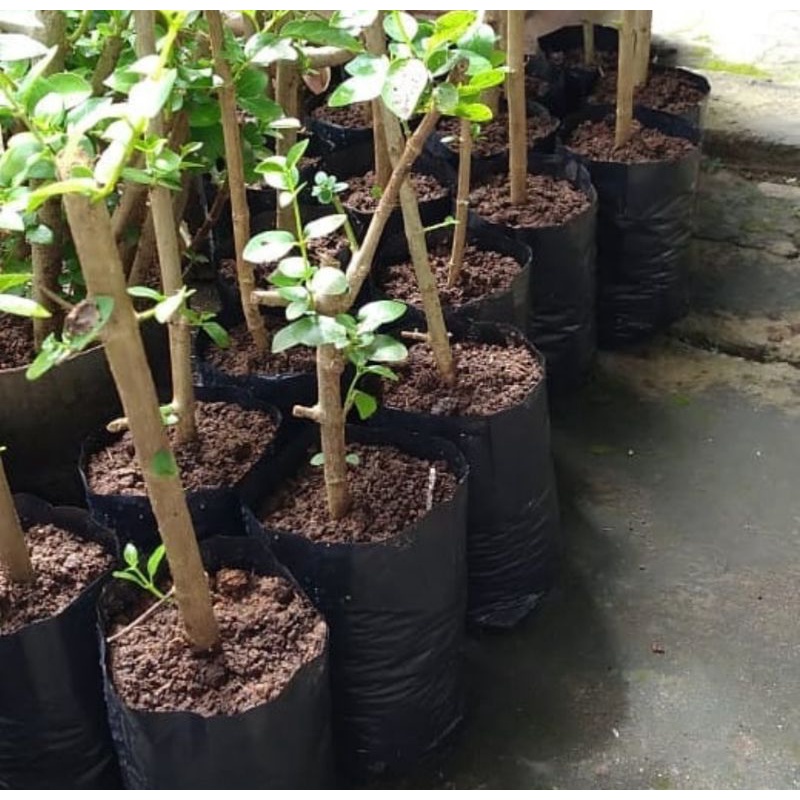 Bibit Sancang Varigata Bahan Bonsai