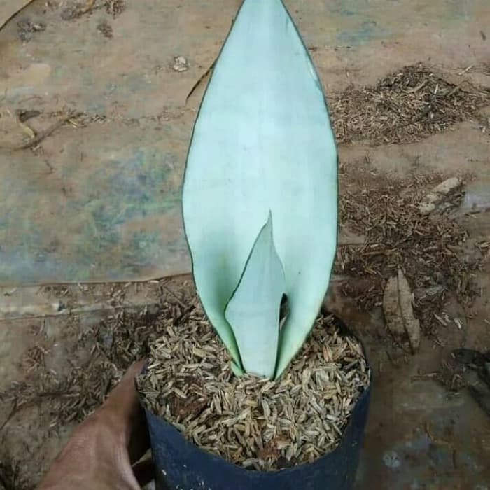 tanaman hias sansivera monsine-tanaman penyerap virus udara