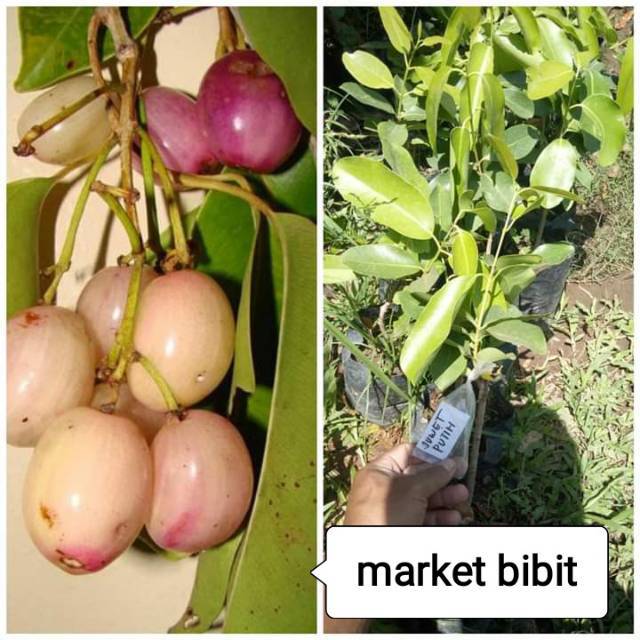 bibit juwet putih