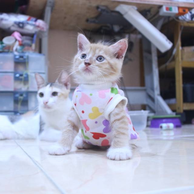 Kaos lope-lope model simple lucu untuk kucing dan anjing / baju kucing murah size S-XL