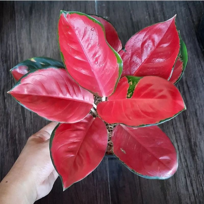 Aglonema Suksom Bunga Aglonema Tanaman Hias Aglonema Merah Tanaman Hias Indoor Tanaman Aglonema Agla
