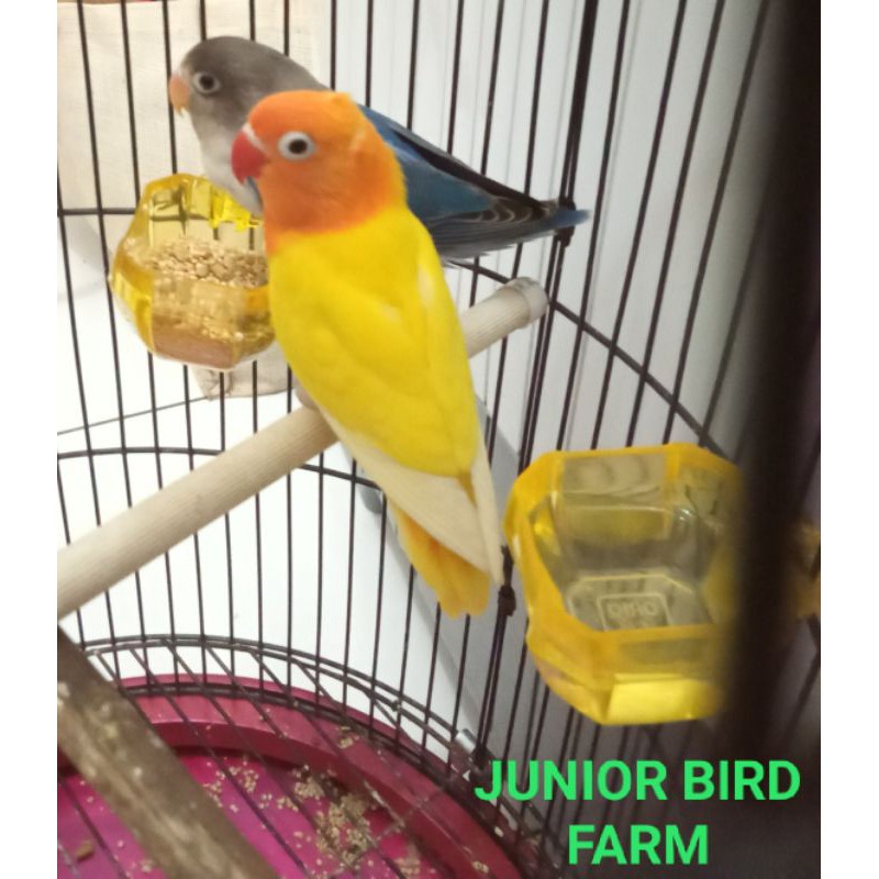 Burung love bird pasangan lutino dan mangsi prospek