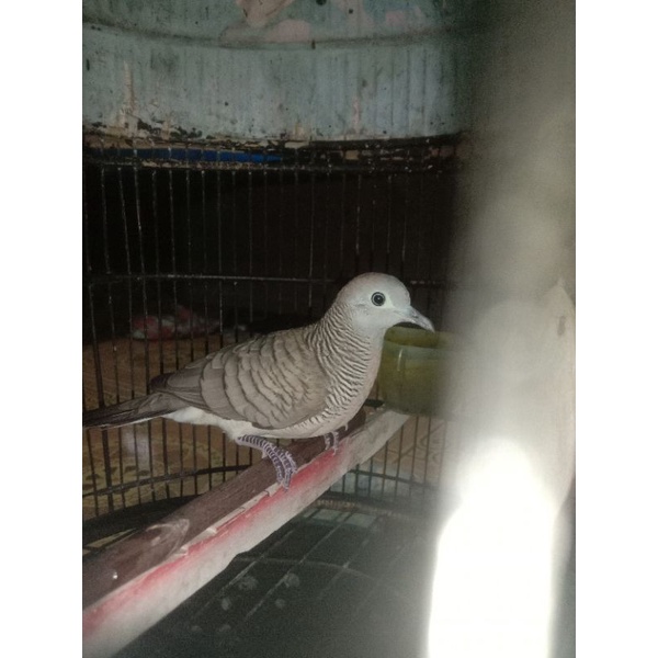 Burung perkutut lokal manggung suara kencang