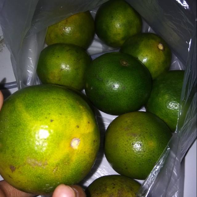 Jeruk peras per 1 kg jeruk peras per 1kg jeruk segar Jeruk peras per 1 kg jeruk peras per 1kg jeruk segar