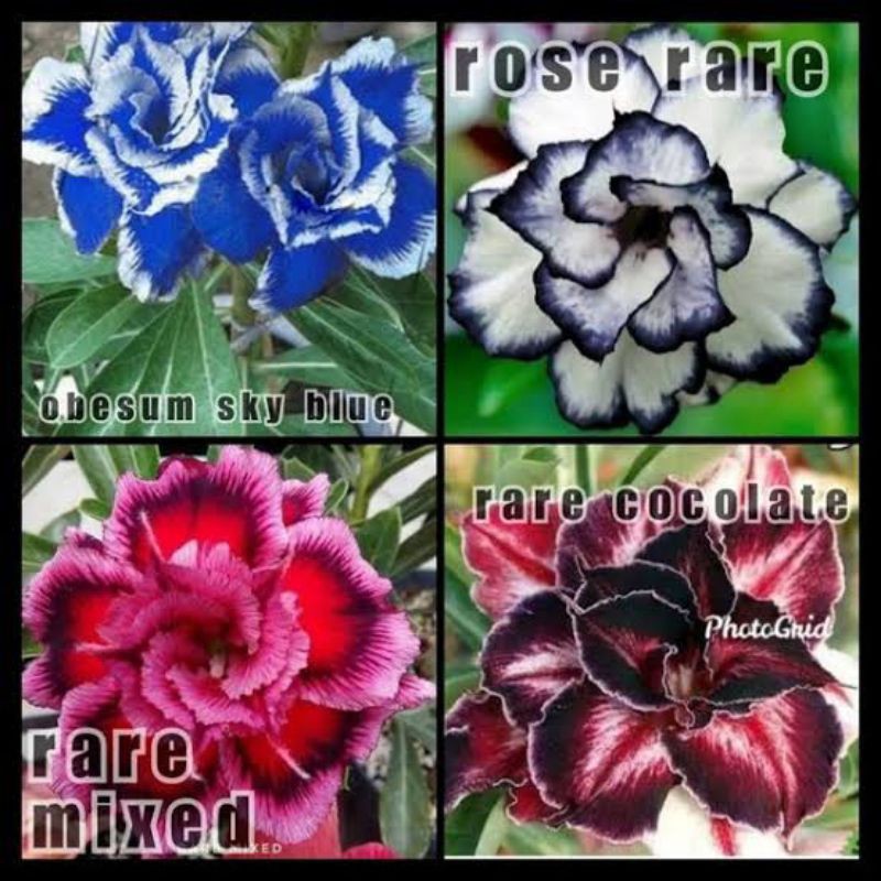 paket adenium 4 jenis bunga tumpuk - adenium bunga tumpuk
