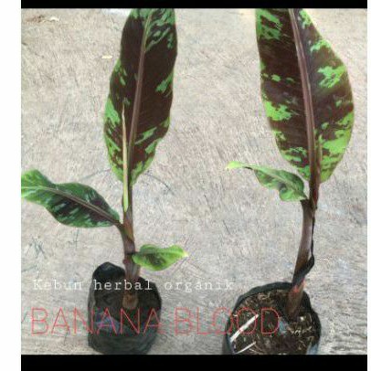 Banana blood pisang merah - tanaman pisang varigata merslah