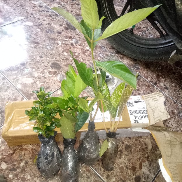 Tanaman Hias Soka Jambon Bunga Putih