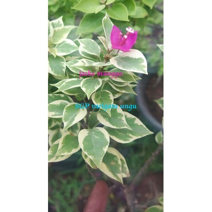 bougenville SGP VARIGATA PINK