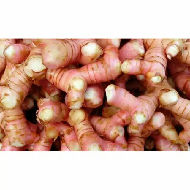 

Lengkuas / Laos 250 gram