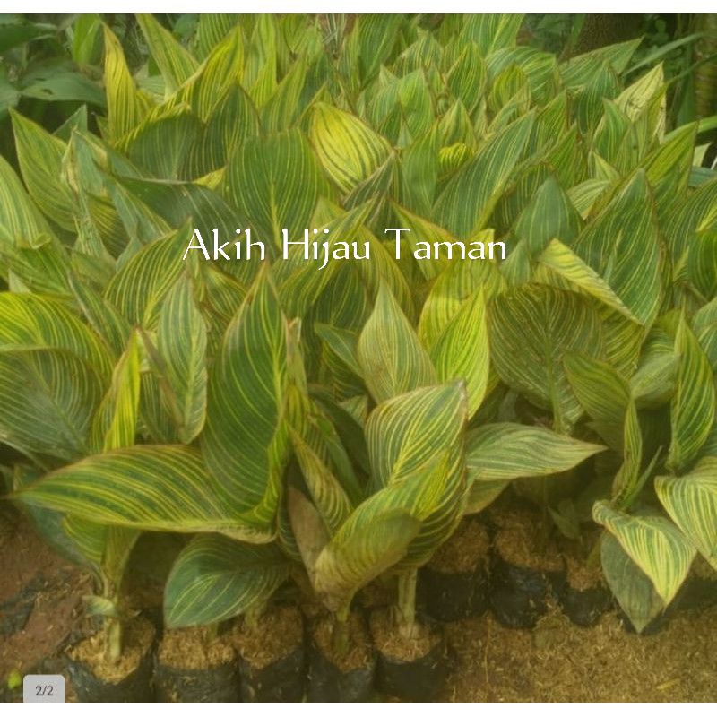 pohon Kana pisang Pisangan bibit