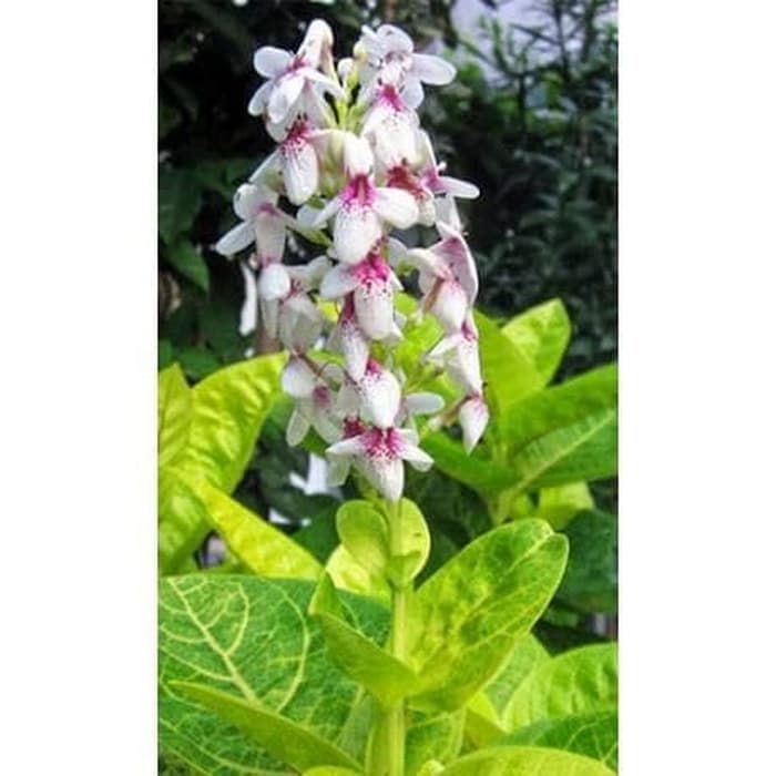 Tanaman melati jepang / pohon melati jepang / bunga jepang