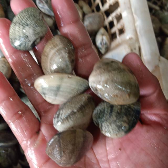 

Kerang Cempreng /Kepa hidup