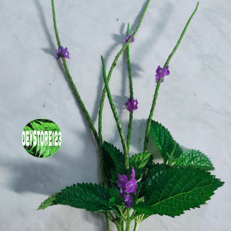 

5 tangkay bunga pecut kuda segar