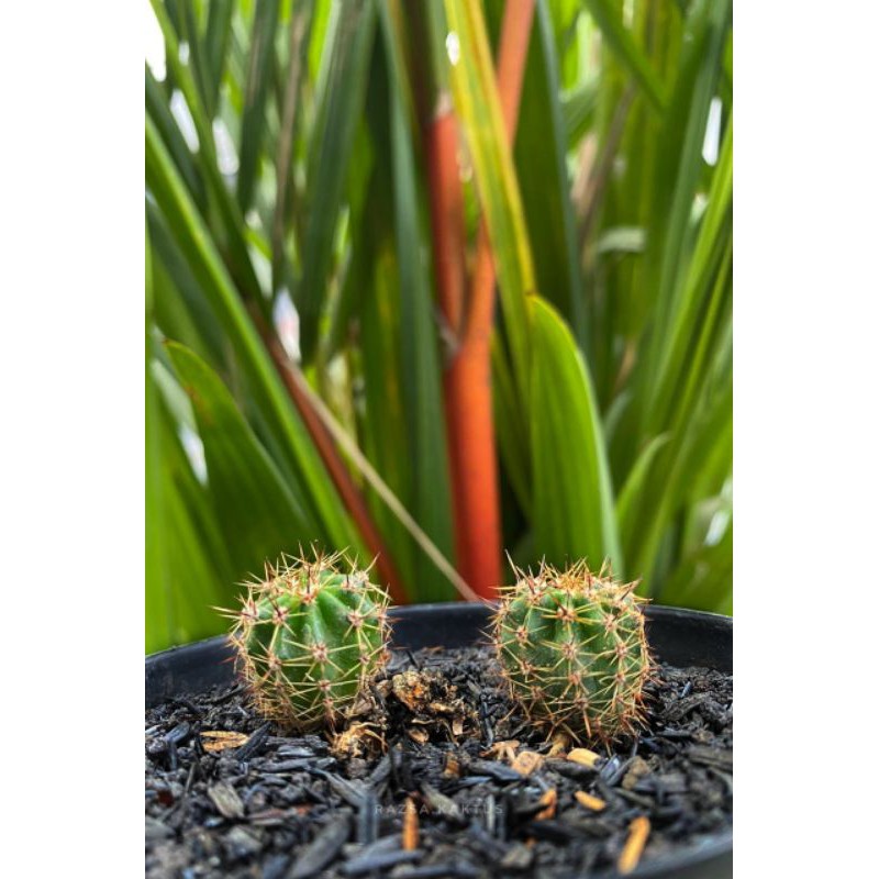 kaktus gymno