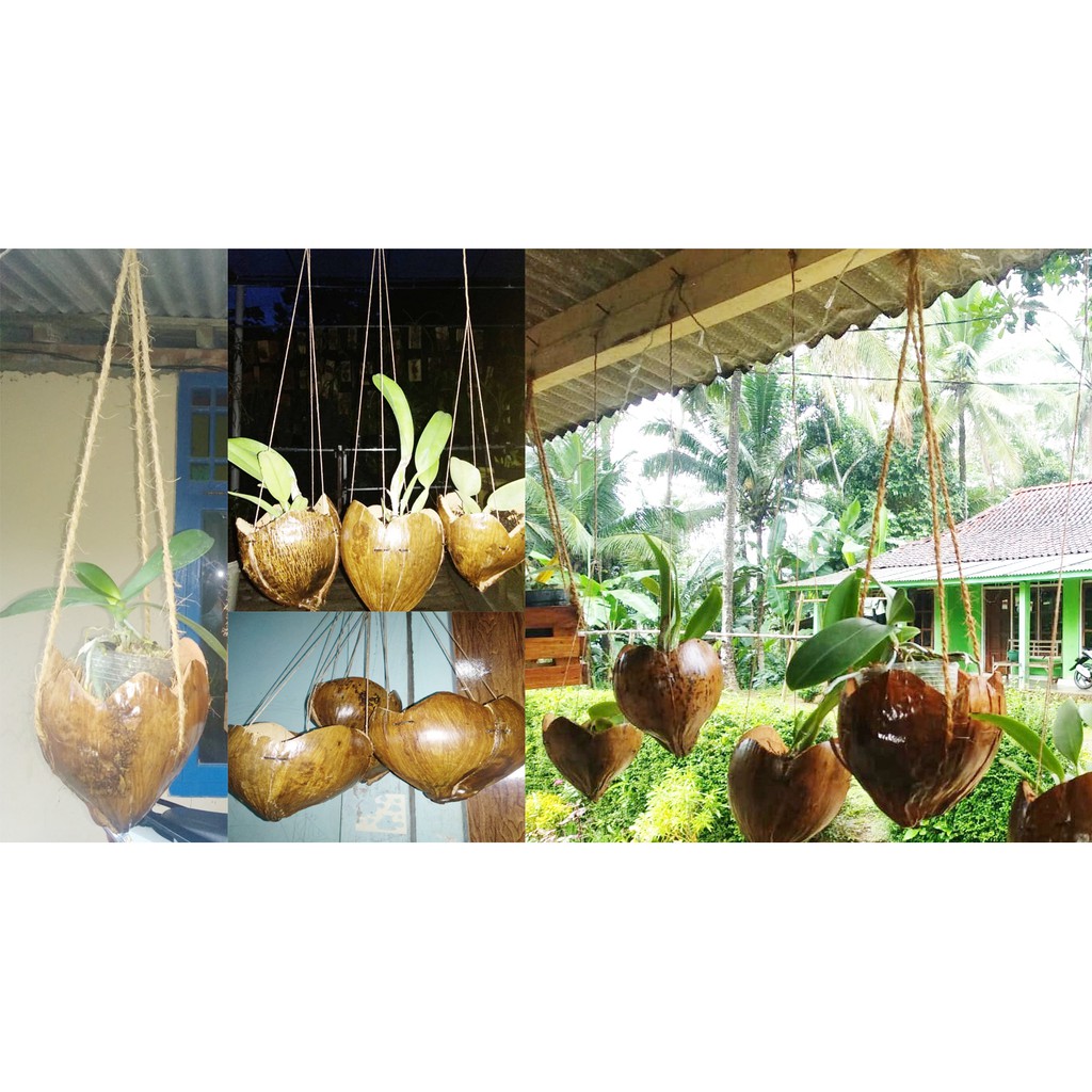 Pot anggrek sabut kelapa Pot Gantung Sabut Kelapa untuk Tanaman Anggrek