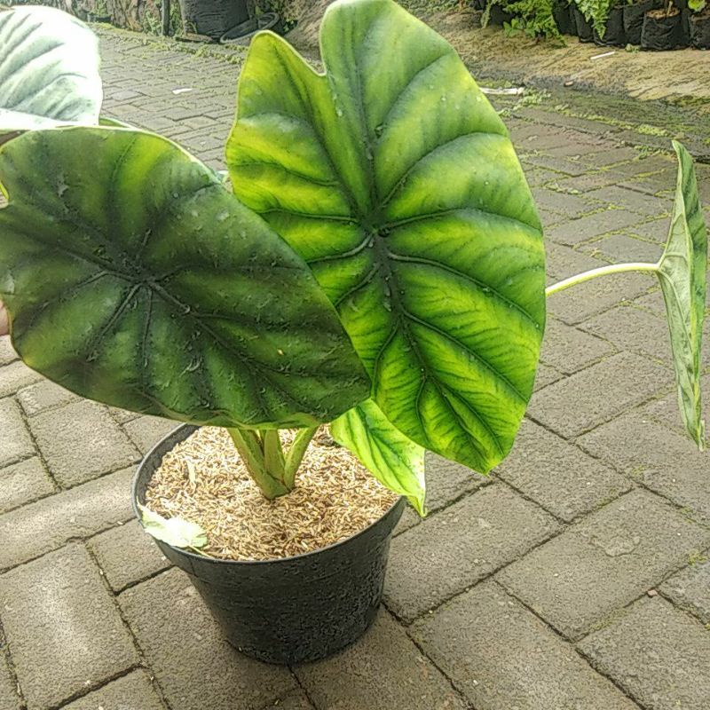 bunga tengkorak hijau