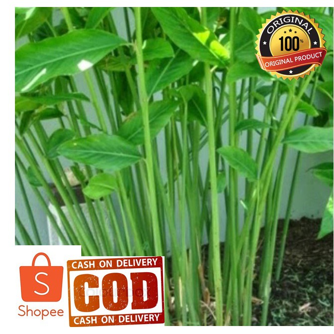 Tanaman Lengkuas / Laos Merah