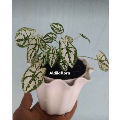 Tanaman hias keladi mutiara mini-Bunga hias keladi