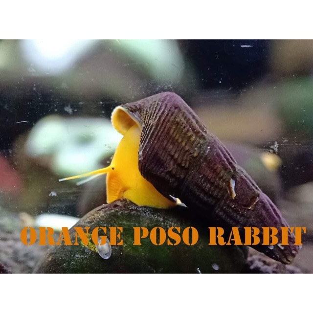Keong sulawesi - Orange Poso Rabbit snail