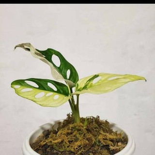 Monstera Adansoni Variegata Shopee Indonesia