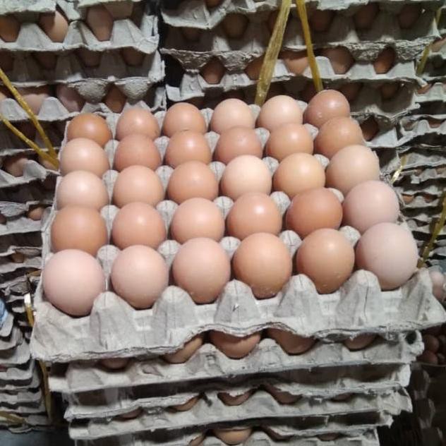 

3.3 COD (Termurah) Telur Ayam Negeri 1 kg