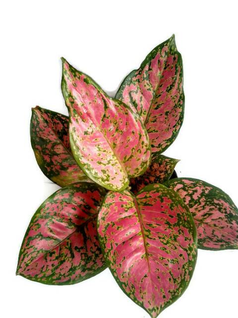 Tanaman Hias Aglaonema Dud anjamani/ Dud Anjamani