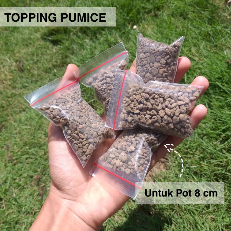 Topping Pumice Batu Apung Sukulen dan Kaktus Murah Repack untuk Pot 8 cm Grosir
