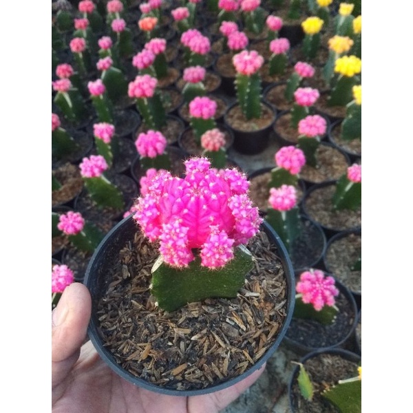 Kaktus gymno import medium grafting