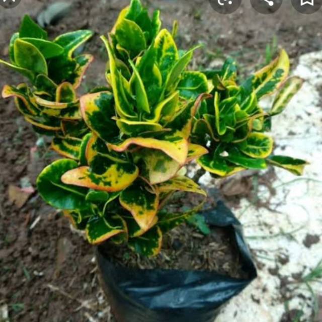 Tanaman hias puring jengkol / Bibit tanaman puring jengkol