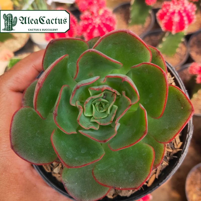 KAKTUS SUKULEN echeveria christmas