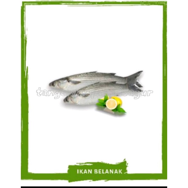 

Ikan Belanak Segar 1 Kg