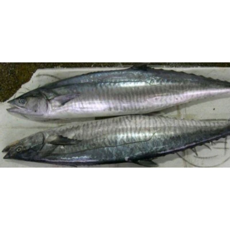 

ikan tengiri segar