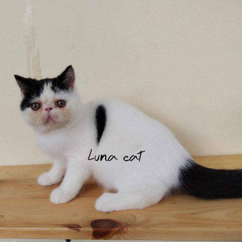 kucing exotic peaknose