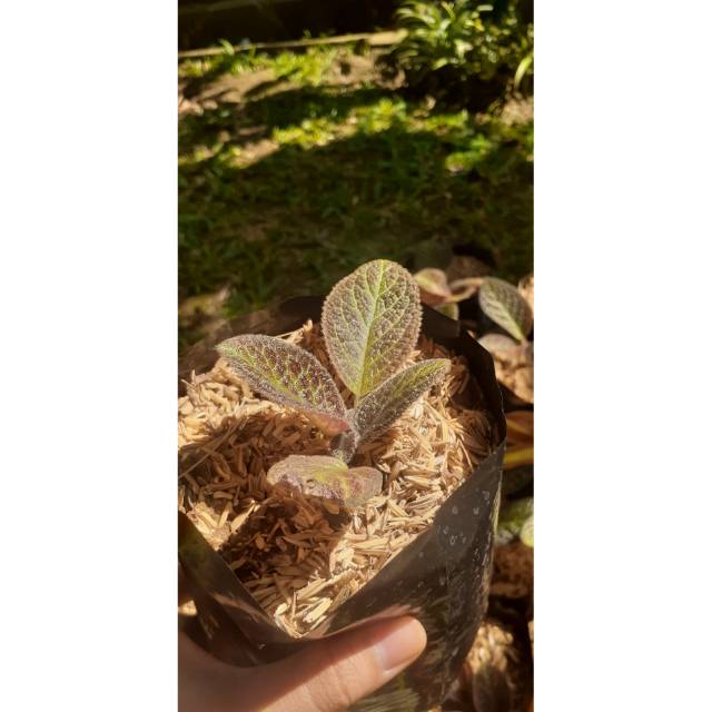 TANAMAN HIAS Fitonia merah episcia mutiara merah