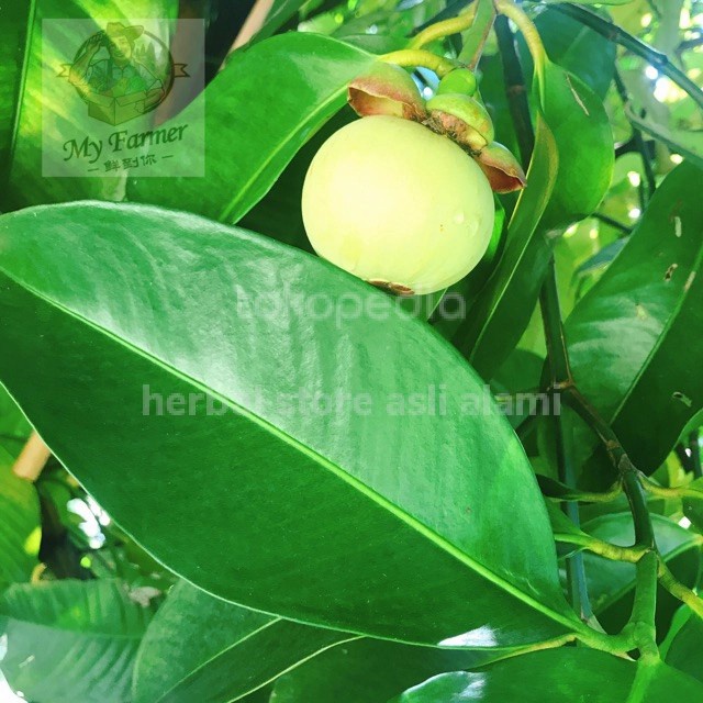 

daun manggis/mangu segar 500 gr