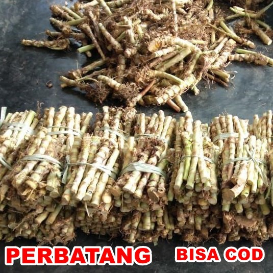 Benih Bibit Rumput ODOT KOLONJONO RUMPUT GAJAH Perbatang Rumput pakan sapi kerbau kambing ternak pet
