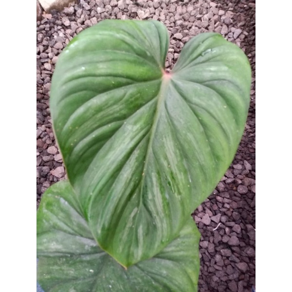 tanaman hias philodendron plowmani / plowmani blacface / rounfoam
