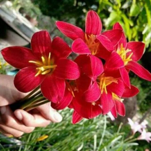 Umbi Rain Lily Zephyranthes Pride of Singapore