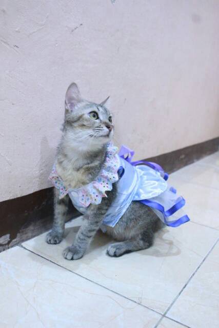 Dress biru satin motif lucu untuk kucing dan anjing size S M L XL