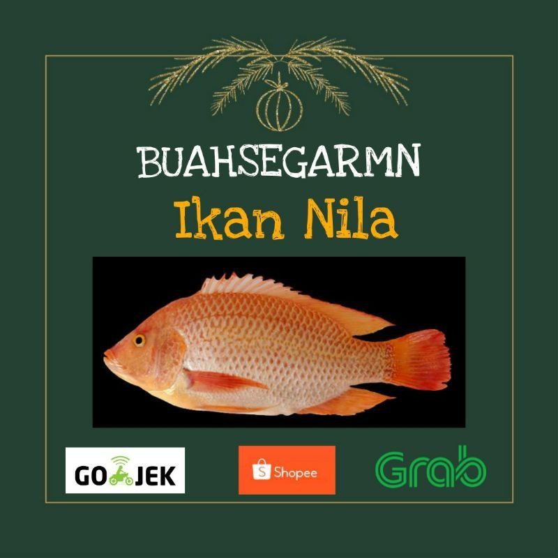 

Ikan Nila Fresh/ Bukan Frozen