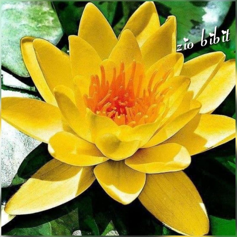 Lotus biji teratai kuning blonde tanaman air aquascape