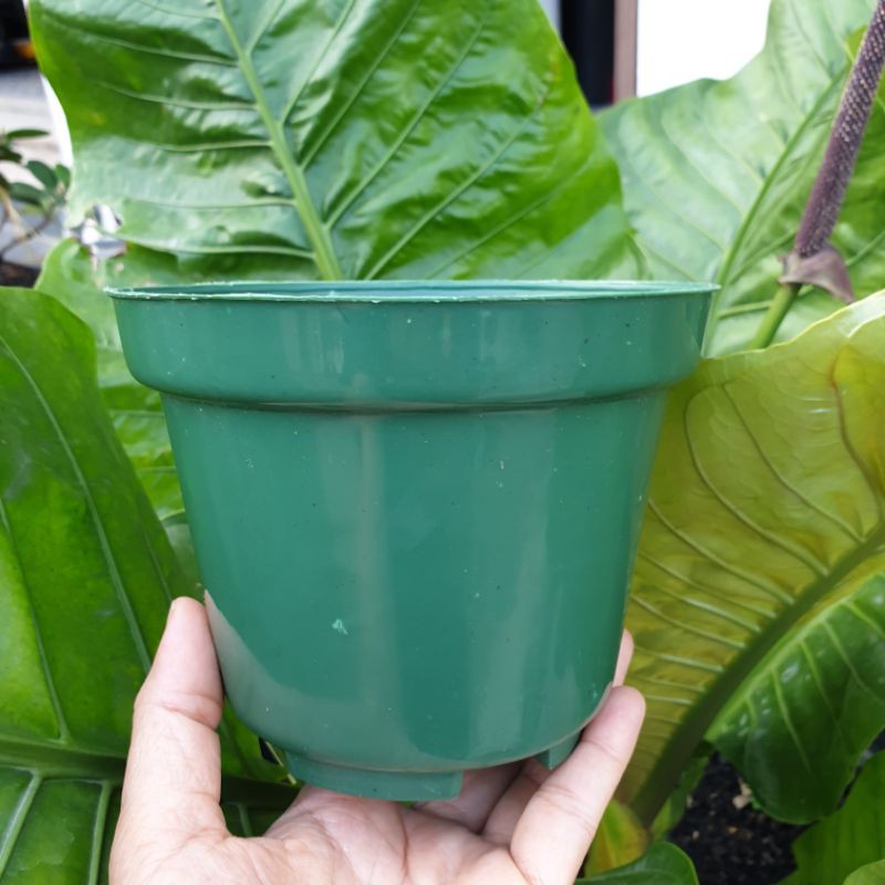 BASIC POLOS UK 15 Pot bunga polos plastik biasa basic warna warni ukuran 15 | pot semai | pot murah