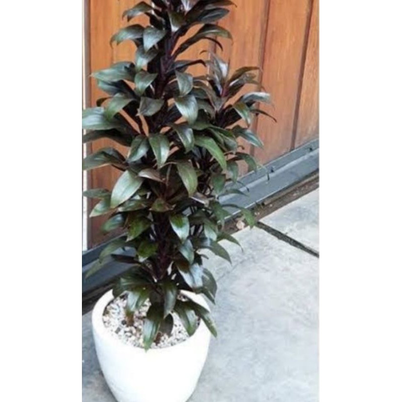 Hanjuang kemoceng merah