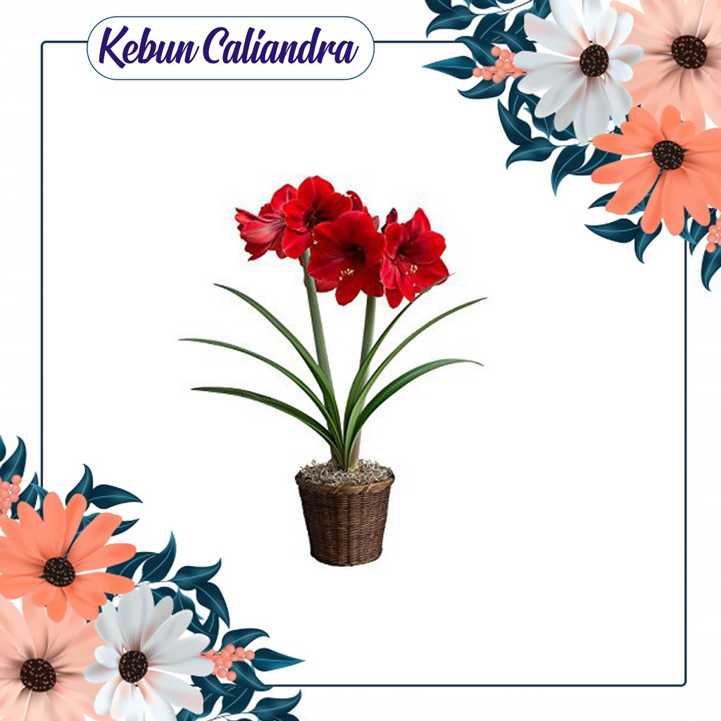 Amarilis Merah / Lili Bangkok Corong
