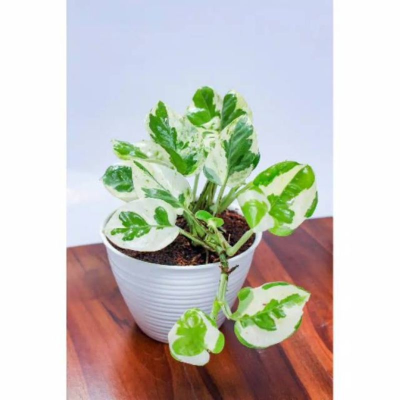 Tanaman gantung sri gading enjoy - srigading enjoy - sri gading