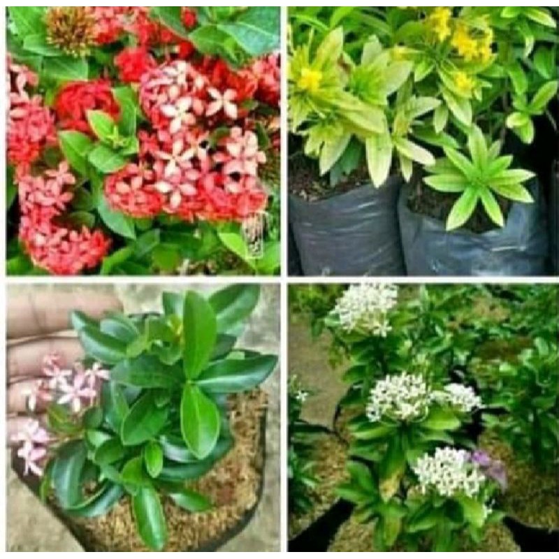 Paket hemat 4tanaman hias bunga Asoka