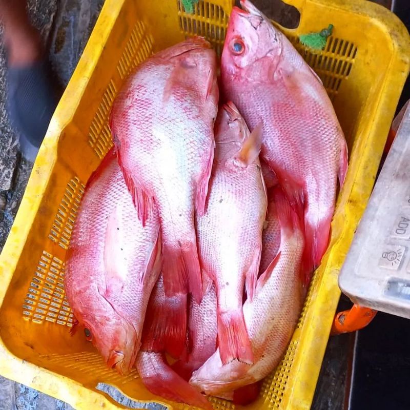 

ikan Kakap Merah segar fresh fish sweet sour free bersih gizi mpasi anak The Red Snapper