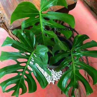  Tanaman  Monstera  Tanaman  Hias Monstera  Pohon Mostera 